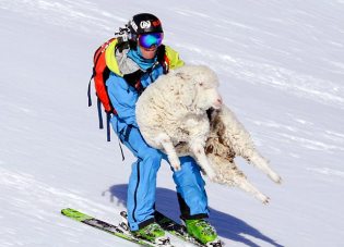 Rescata a una oveja perdida en una pista de esquí